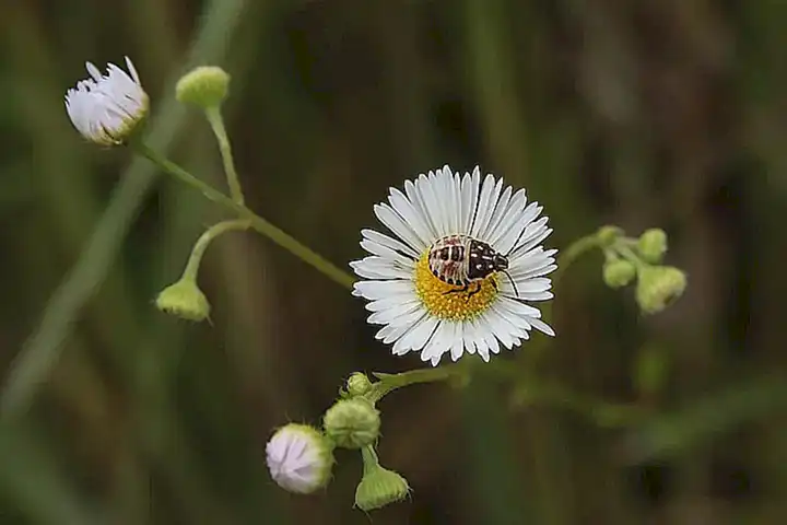 1. Fase de larva