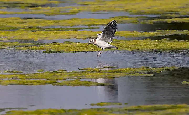 2. Aves marinas