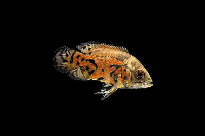 2. ¿Qué otros tipos de pescado se pueden utilizar en lugar de sargo?