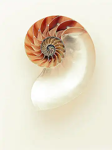 3. Nautilus