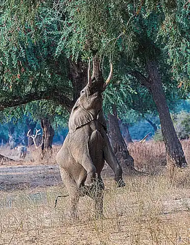3. Patas traseras
