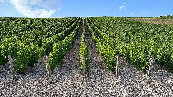 3. Vino Sauvignon Blanc
