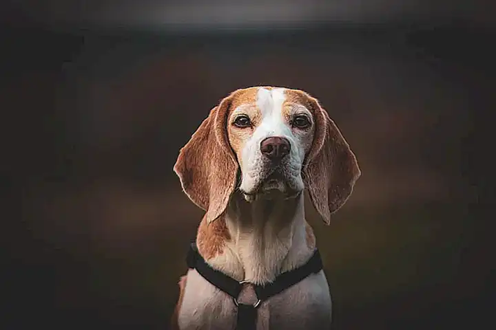 4. Canal Beagle