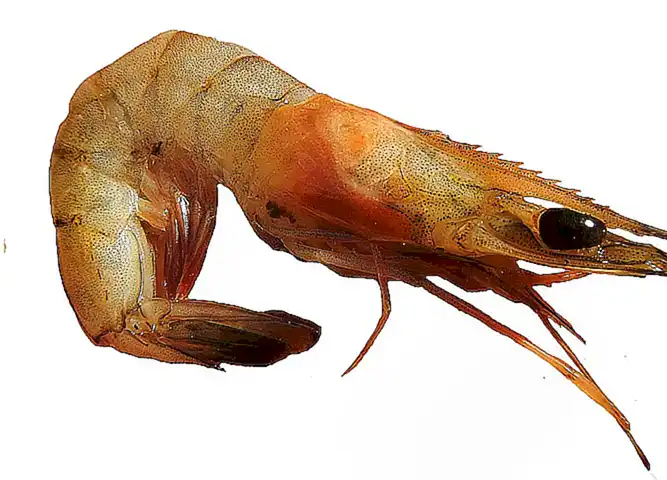 4. Cómo abrir langostas y camarones