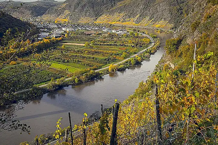 4. Vino Riesling