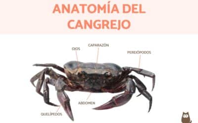 Adaptación del cangrejo: alimentación sin cabeza y por qué