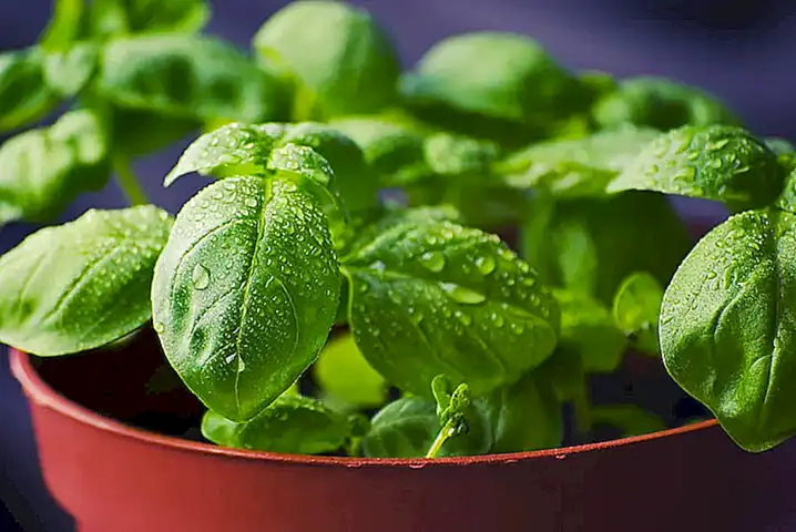 Agregar unas hojas de albahaca fresca para darle un aroma fresco y delicioso