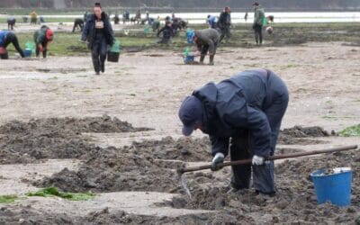 Agrupación Mariscadoras Río Anllóns: Cofradía y labor
