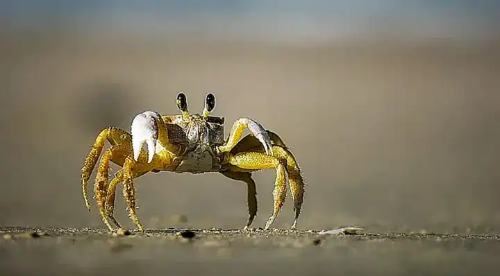 Algunas especies de cangrejo pueden ejercer una fuerza de hasta 4000 psi