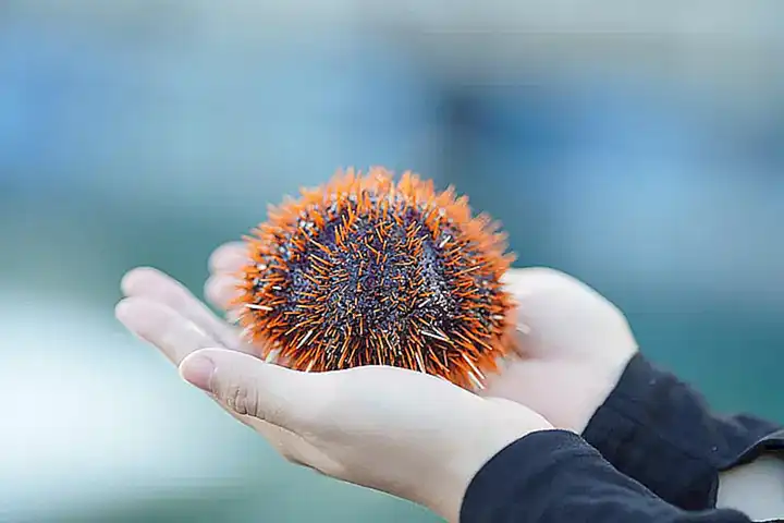 Algunas especies de erizos de mar son venenosas y pueden causar daño a los seres humanos si se les toca
