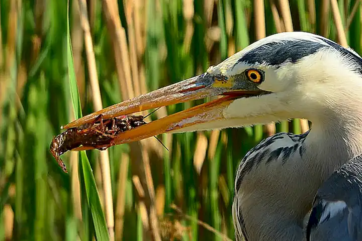 Alimentación de los cangrejos de río