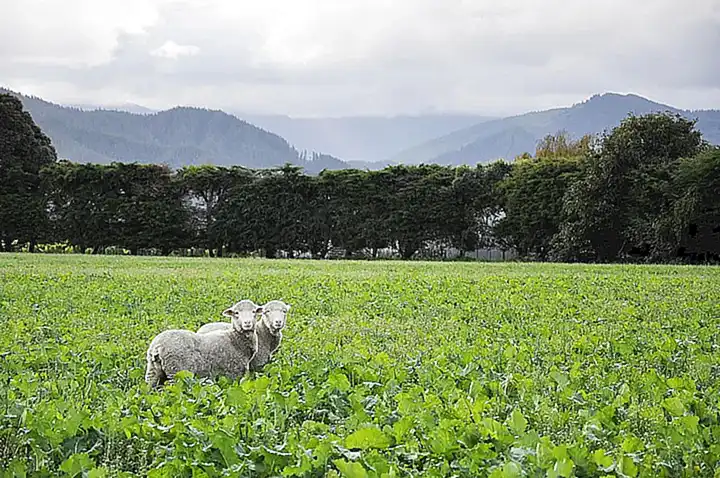 Analizar el valor nutricional de ambos
