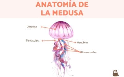 Anatomía de una almeja: descubre sus partes principales y composición
