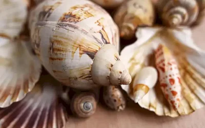 Aprende a preparar deliciosas almejas al vino blanco