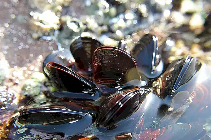 Asegúrate de cocinar bien los mejillones antes de consumirlos