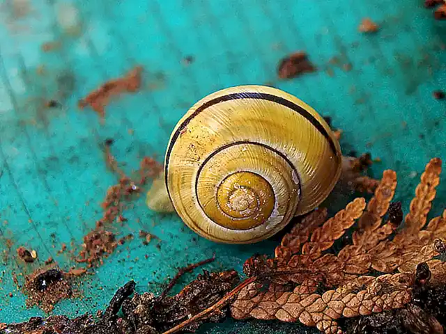 Beneficios de utilizar conchas de caracol