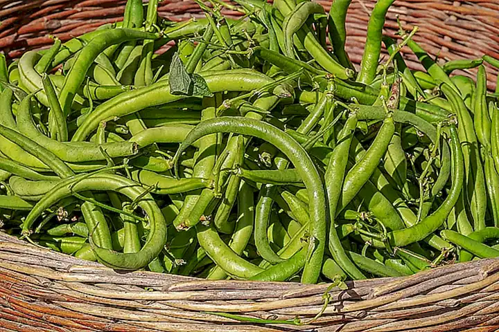 Busca las pochas frescas en el mercado
