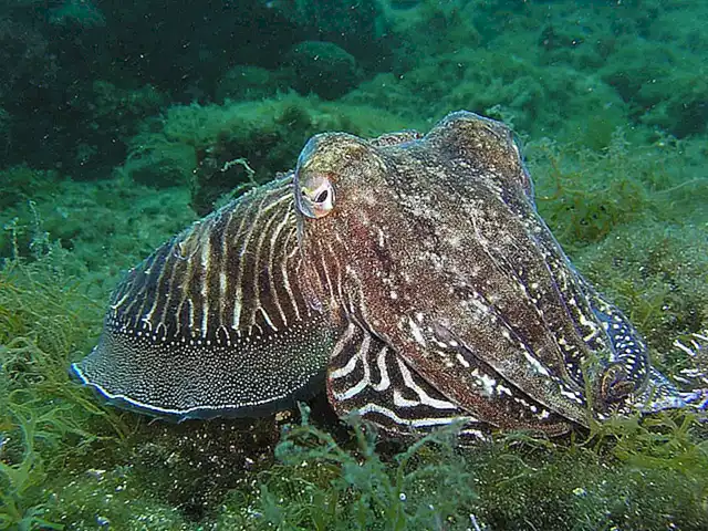 Calamar