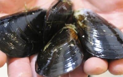 Calorías en 100 gramos de mejillones: descubre aquí
