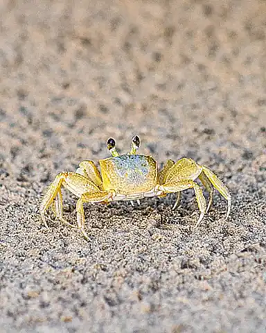 Cangrejo azul