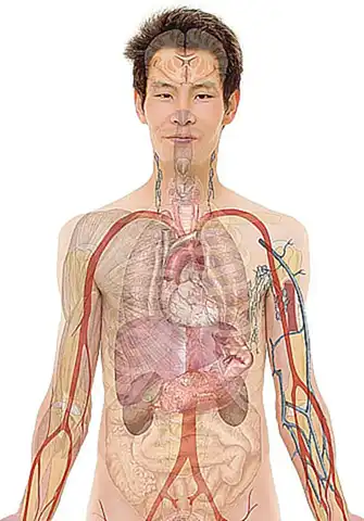 Características y anatomía de los mejillones