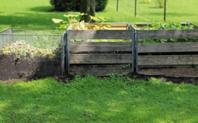 Cáscaras de mejillones como abono: guía práctica para tu jardín