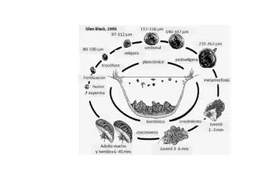 Ciclo de vida del mejillón: datos y curiosidades