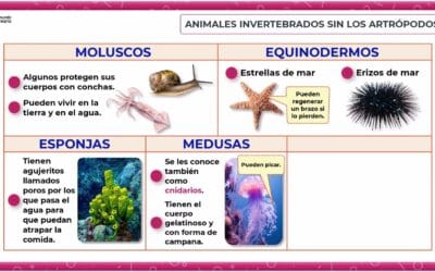 Clasificación del pulpo: ¿Pertenece a los moluscos o artrópodos?