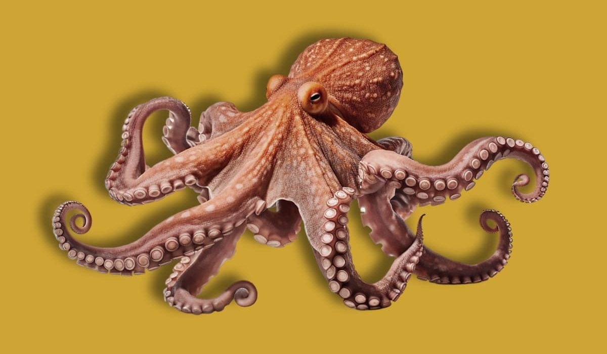 Gu a Del Pulpo Caracter sticas H bitat Y Comportamiento gu-a-del-pulpo-caracter-sticas-h-bitat-y-comportamiento