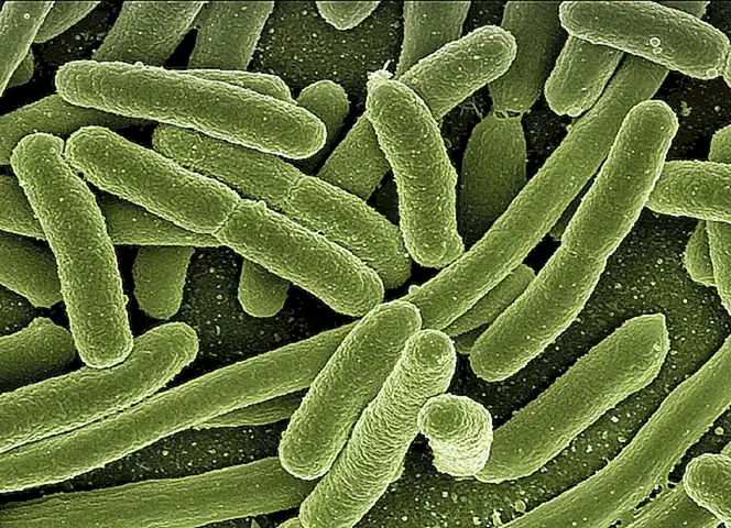Cocinar las ostras a temperaturas adecuadas puede matar las bacterias y reducir el riesgo de intoxicación