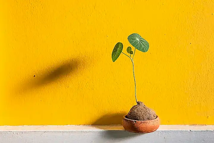 Coloca las semillas en las cuerdas o estructuras de cultivo