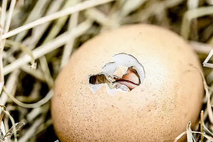Comienza con la eclosión de los huevos