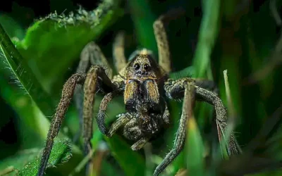 Cómo capturar pulpos sin dañar sus tentáculos: Guía completa y segura