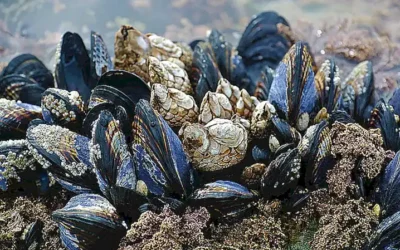 Cómo cocer mejillones vivos sin hacerles daño: guía paso a paso