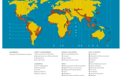 Cómo los cangrejos rojos resisten el hongo: secretos de su inmunidad revelados