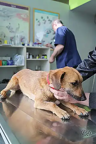 Consulta con un veterinario especializado en animales acuáticos para obtener recomendaciones específicas