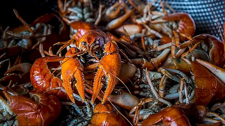 ¿Cuánto tiempo se tarda en cocinar el arroz con bogavante?