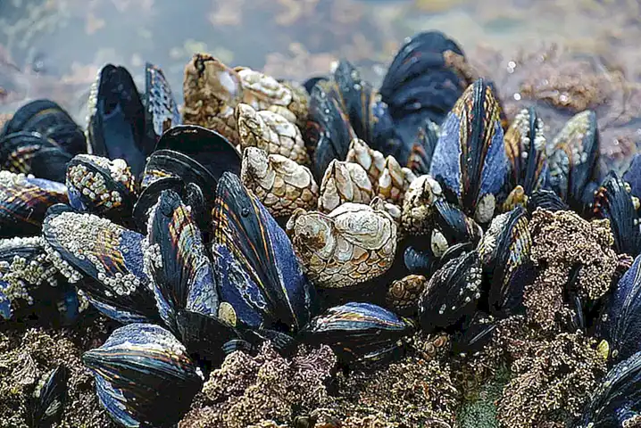 Cuece los mejillones