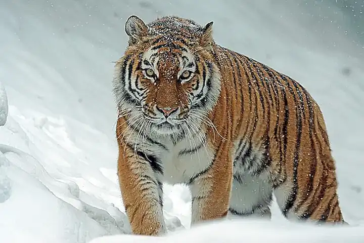 Curiosidades sobre el mejillón tigre