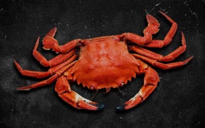 Curiosidades sobre la necora: ¿Cuántas patas tiene este crustáceo?