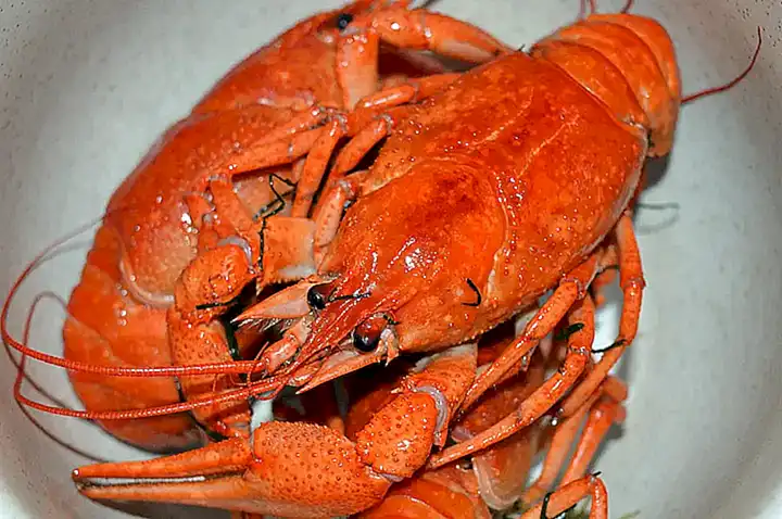 Descongelar los cangrejos de río antes de cocinarlos