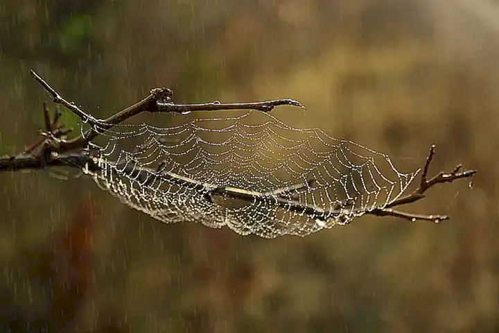 Descubre cómo los centollos se alimentan y se defienden en su hábitat natural
