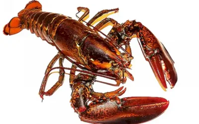 Descubre cuánto tiempo vive un bogavante y sus etapas de vida