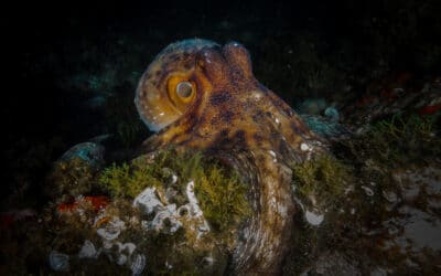 Descubre el género del pulpo: ¿macho o hembra?