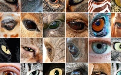 Descubre el misterio: ¿Cómo las vieiras tienen 200 ojos?