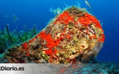 Descubre en qué hábitat viven los mejillones: guía completa