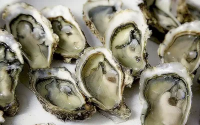 Descubre la cubierta interna de las ostras y sus beneficios