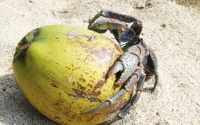 Descubre la fuerza de las tenazas del cangrejo: ¿qué tan fuertes son?
