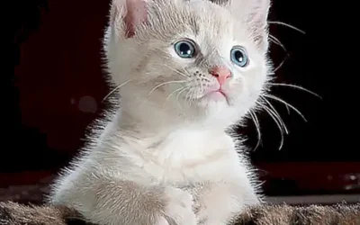 Descubre si existen los pulpos gato como mascotas y cómo cuidarlos
