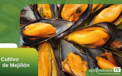 Diferencia entre mejillones normales y de cultivo: beneficios y características